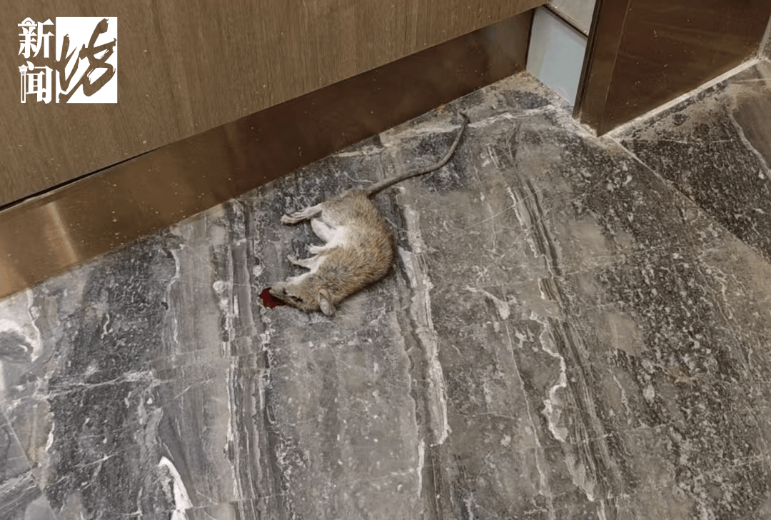 皇冠体育App下载_垃圾堆满皇冠体育App下载,臭到离谱!上海顶流豪宅业主也拾荒?邻居直呼倒大霉,不能忍!