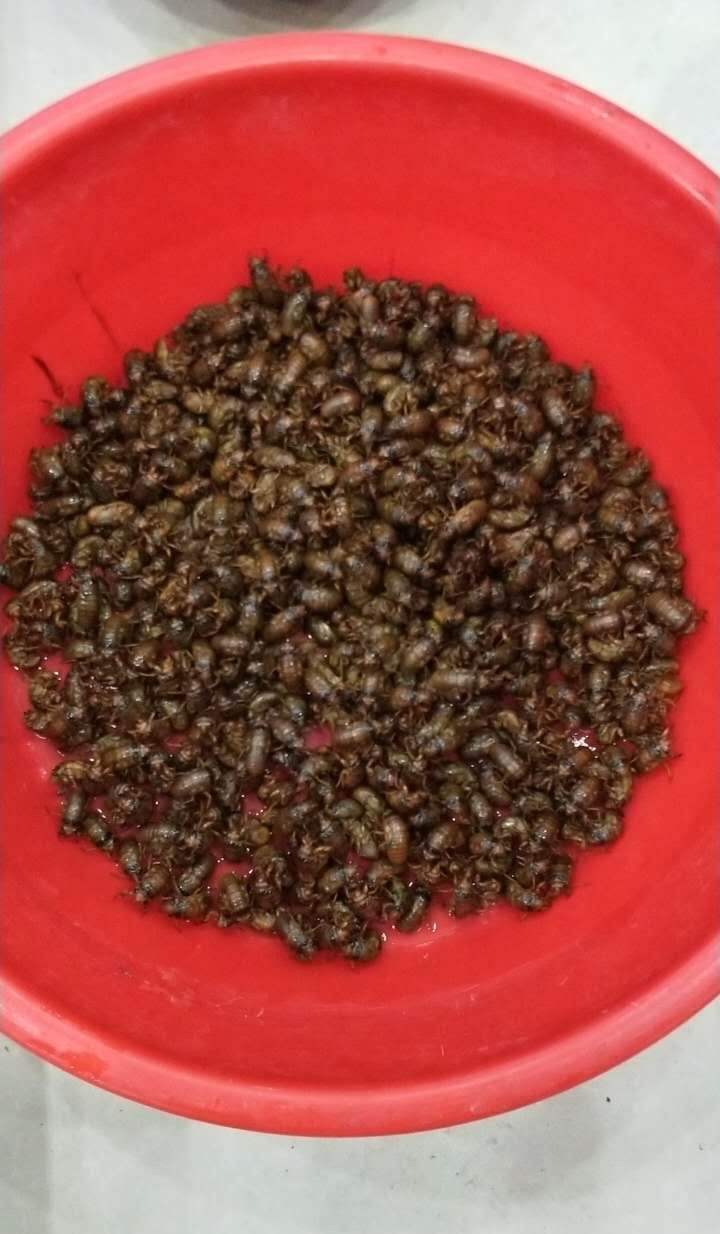 皇冠信用网开户_夏夜在公园里抓“季鸟猴”皇冠信用网开户，违规吗？