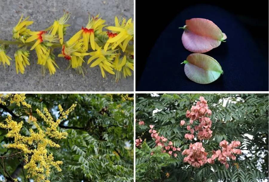 皇冠信用盘开户_上海天气大反转!雨水+冷空气来袭皇冠信用盘开户,气温将骤降...“差不多行了,再热就不礼貌了”