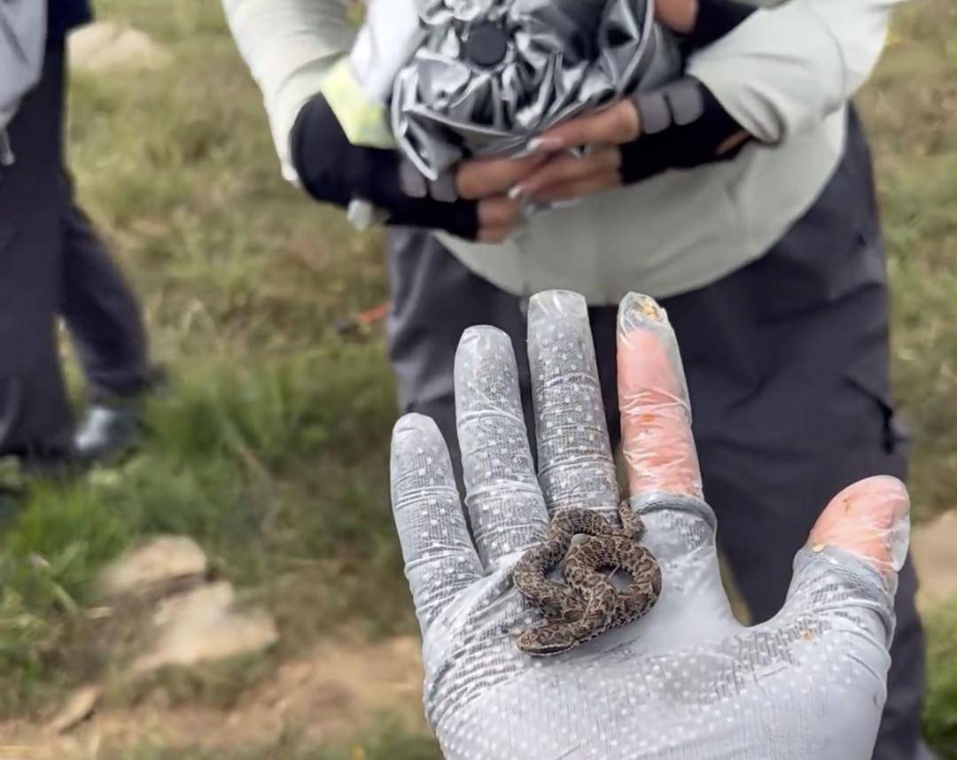 NBA篮球投注
_驴友爬山捡到小蛇后轮流抚摸 专家：是短尾蝮蛇NBA篮球投注
，有剧毒