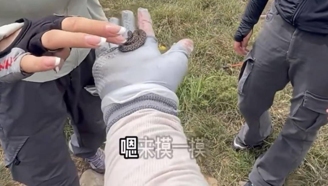 NBA篮球投注
_驴友爬山捡到小蛇后轮流抚摸 专家：是短尾蝮蛇NBA篮球投注
，有剧毒