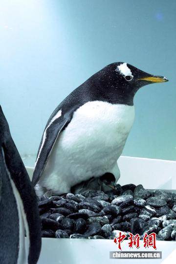 皇冠信用盘去哪里弄
_广州正佳极地海洋世界诞生今年第一只南极小企鹅