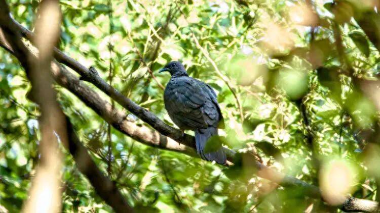 皇冠球网怎么做代理
_百年罕见！首次在上海被目击皇冠球网怎么做代理
，有人专门从北京“打飞的”赶来