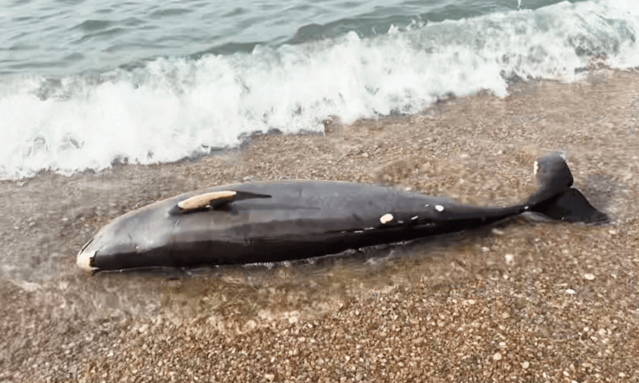皇冠信用盘登3代理
_女大学生在大连海边拍摄素材皇冠信用盘登3代理
,却意外发现已死亡的它