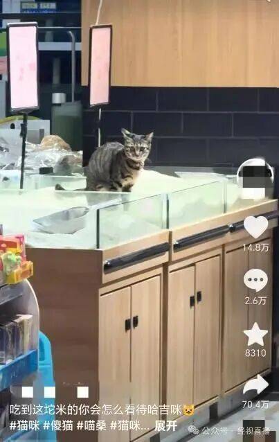 怎么申请皇冠信用网代理_猫在散装大米里排泄怎么申请皇冠信用网代理，又用大米掩盖，涉事超市：已消杀更换新米