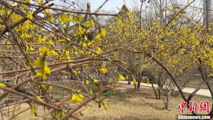 足球比赛外围买球网站_别再把喷嚏甩锅给桃花了足球比赛外围买球网站！春天真正的“花粉刺客”是它……