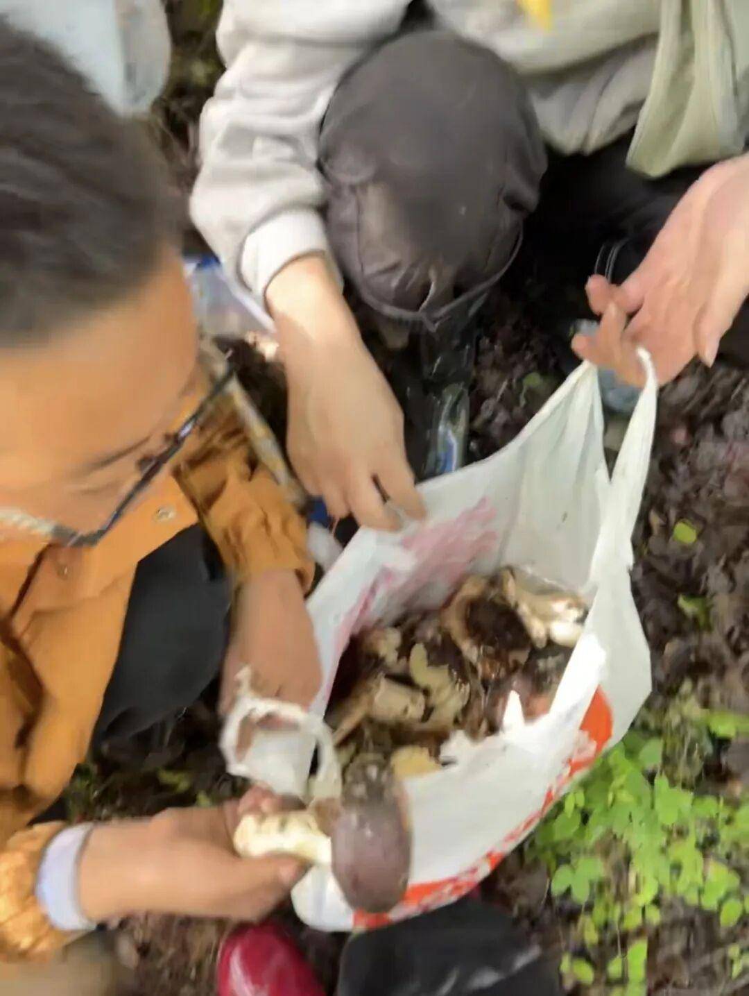 如何申请皇冠代理_情侣川西旅游如何申请皇冠代理，辛苦采摘10斤菌子，遇到当地小孩哥果断扔掉8斤，当事人：他丢的时候好潇洒